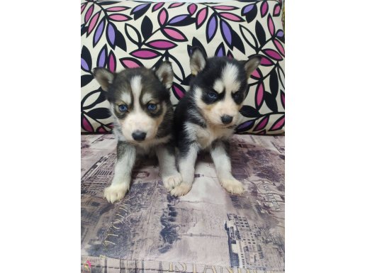 Sibirya Kurdu (Husky) Yavruları