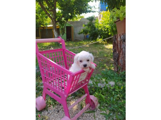 Maltes Terrier Yavrularımız