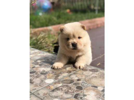 Ayı surat Chow chow Yavruları