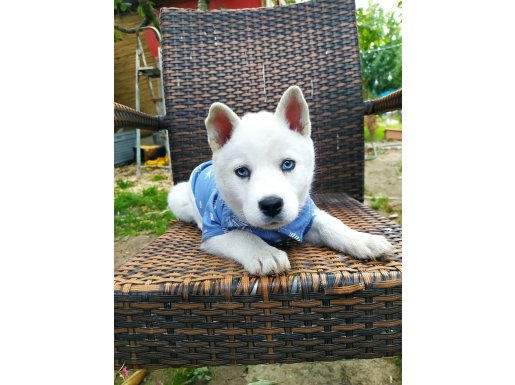 Sibirya Kurdu (Husky) Yavruları