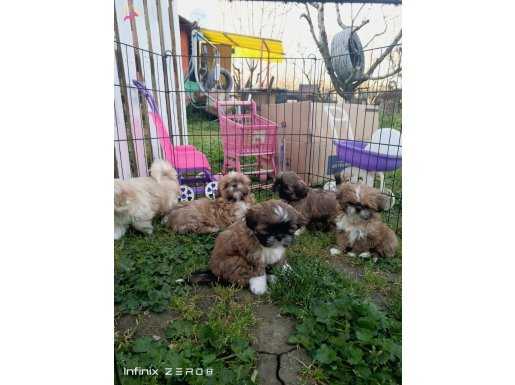 Shihtzu Yavrularımız