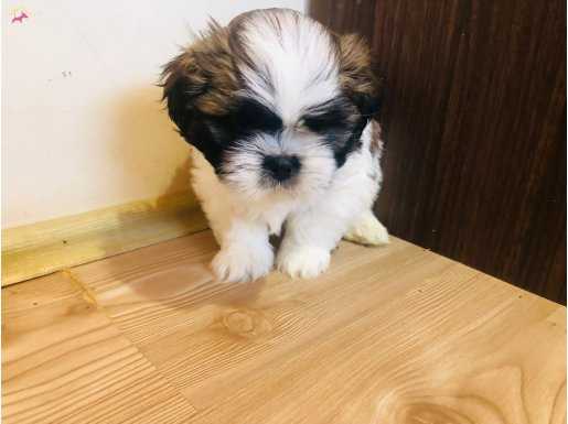 Shih-Tzu Yavruları