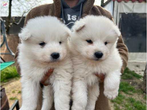 Kar beyaz Samoyed Yavrularımız