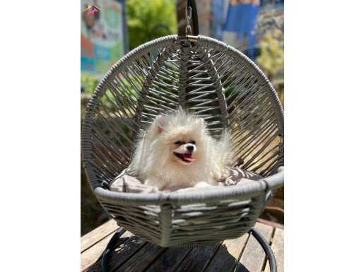 Pomeranian Boo Yavrumuz