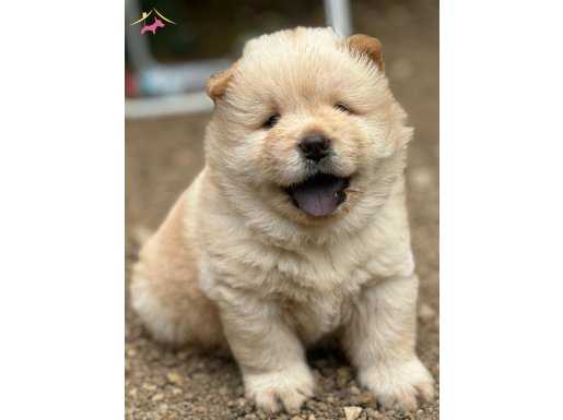 Chow chow Yavrularımız