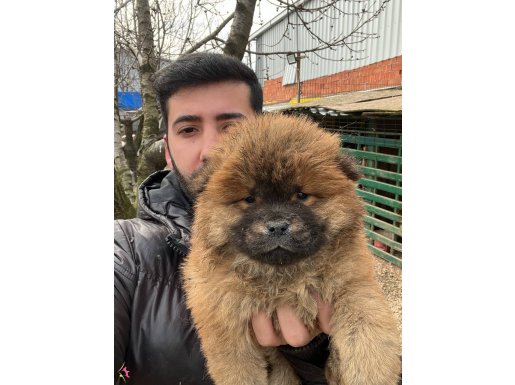 Chow chow Çin aslanı Chowchowbursatr farkı ile