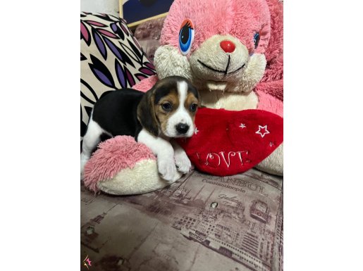Elizabeth Beagle Yavrumuz