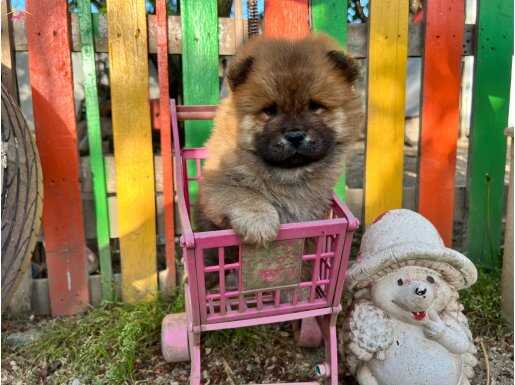 Chow chow Basık burun Yavrular