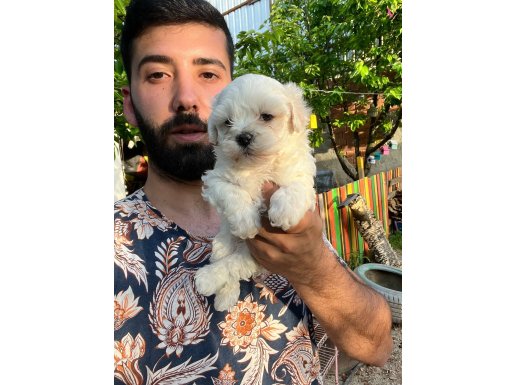 Maltese Terier Yavrularımız