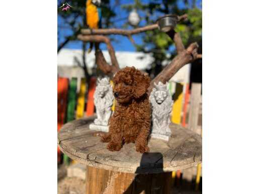 Red Minyatür Poodle