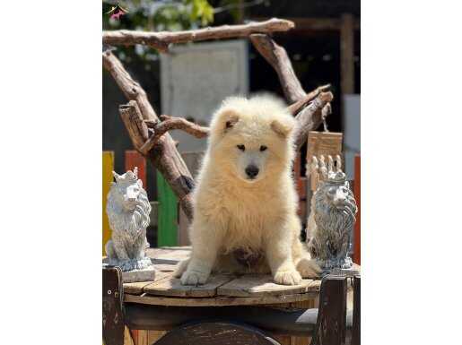 Samoyed Yavrular 