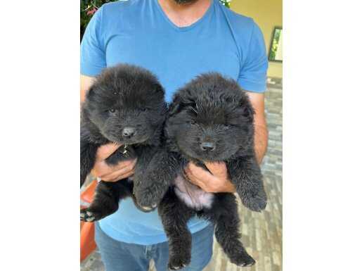 Siyah Chow Chow Bebekler