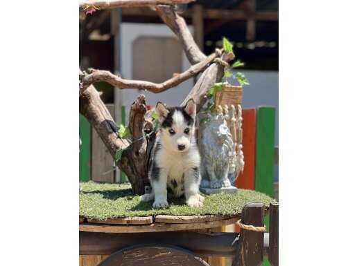 Sibirya kurdu (husky) Yavrumuz