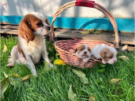 Cavalier King Charles