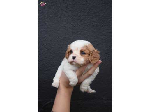 Cavalier King Charles