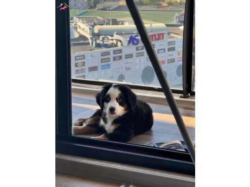 Bernese Dağ Köpeği 