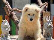 Samoyed Yavrular 