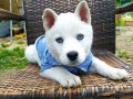 Sibirya Kurdu (Husky) Yavruları