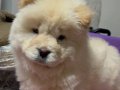 Chow chow Yavrumuz