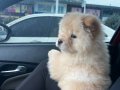 Chow chow Yavrumuz