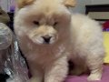 Chow chow Yavrumuz