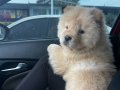Chow chow Yavrumuz
