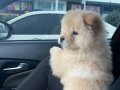 Chow chow Yavrumuz