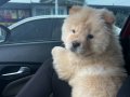 Chow chow Yavrumuz