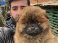 Chow chow Çin aslanı Chowchowbursatr farkı ile