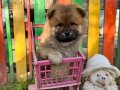Chow chow Basık burun Yavrular