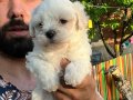 Maltese Terier Yavrularımız
