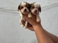 Cavalier King Charles Yavrumuz