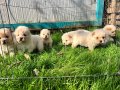 Türkiyenin en büyük chow chow çiftliğinden 