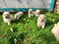 Türkiyenin en büyük chow chow çiftliğinden 