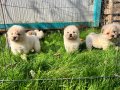 Türkiyenin en büyük chow chow çiftliğinden 