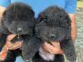 Siyah Chow Chow Bebekler