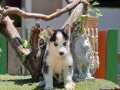 Sibirya kurdu (husky) Yavrumuz