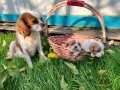 Cavalier King Charles