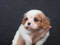 Cavalier King Charles