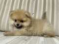 Pomerian Boo Yavrularımız