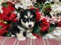 Maviş husky Yavrularımız