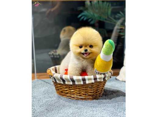 Minyatür Ev Arkadaşı Arayanlar İçin Mini PomeranianBoo
