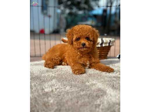 Muhteşem Mini Toy Poodle Red Brown
