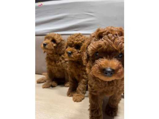 Anne yanından Orjinal Brown Toy Poodle yavrular
