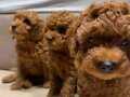 Anne yanından Orjinal Brown Toy Poodle yavrular