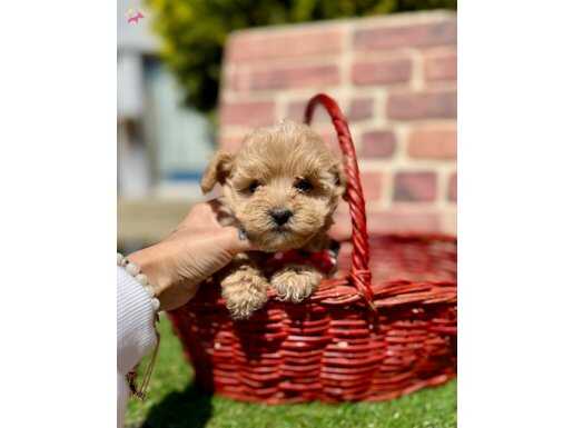 Mini Sevimli Maltipoo Bebekler 