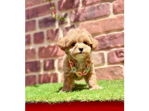 Çok Tatlı Çok Oyuncu Yavru Maltipoo 