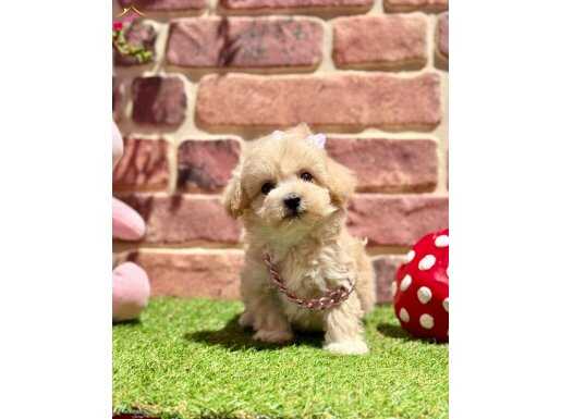 Aşıları Tam Hazır ve Mutlu Maltipoo Yavru