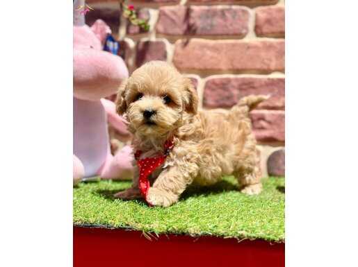 Oyuncu ve Uysal Maltipoo Yavrular 