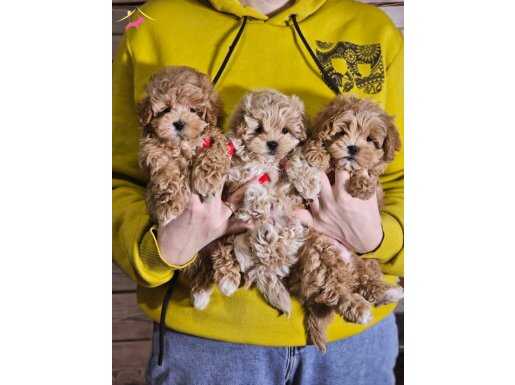 Oyuncu,Uysal ve Tüy Dökmeyen Maltipoo 